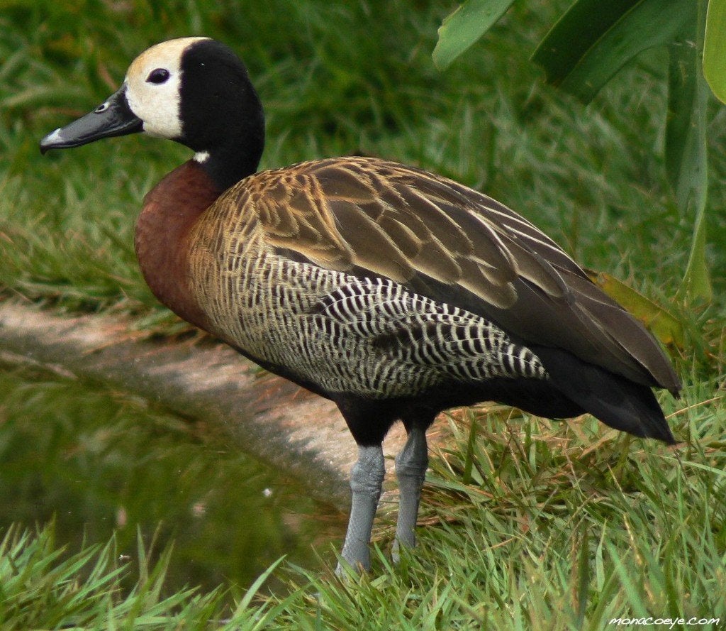 Witwang fluideend, Dieren en Toebehoren, Vrouwelijk, Eend