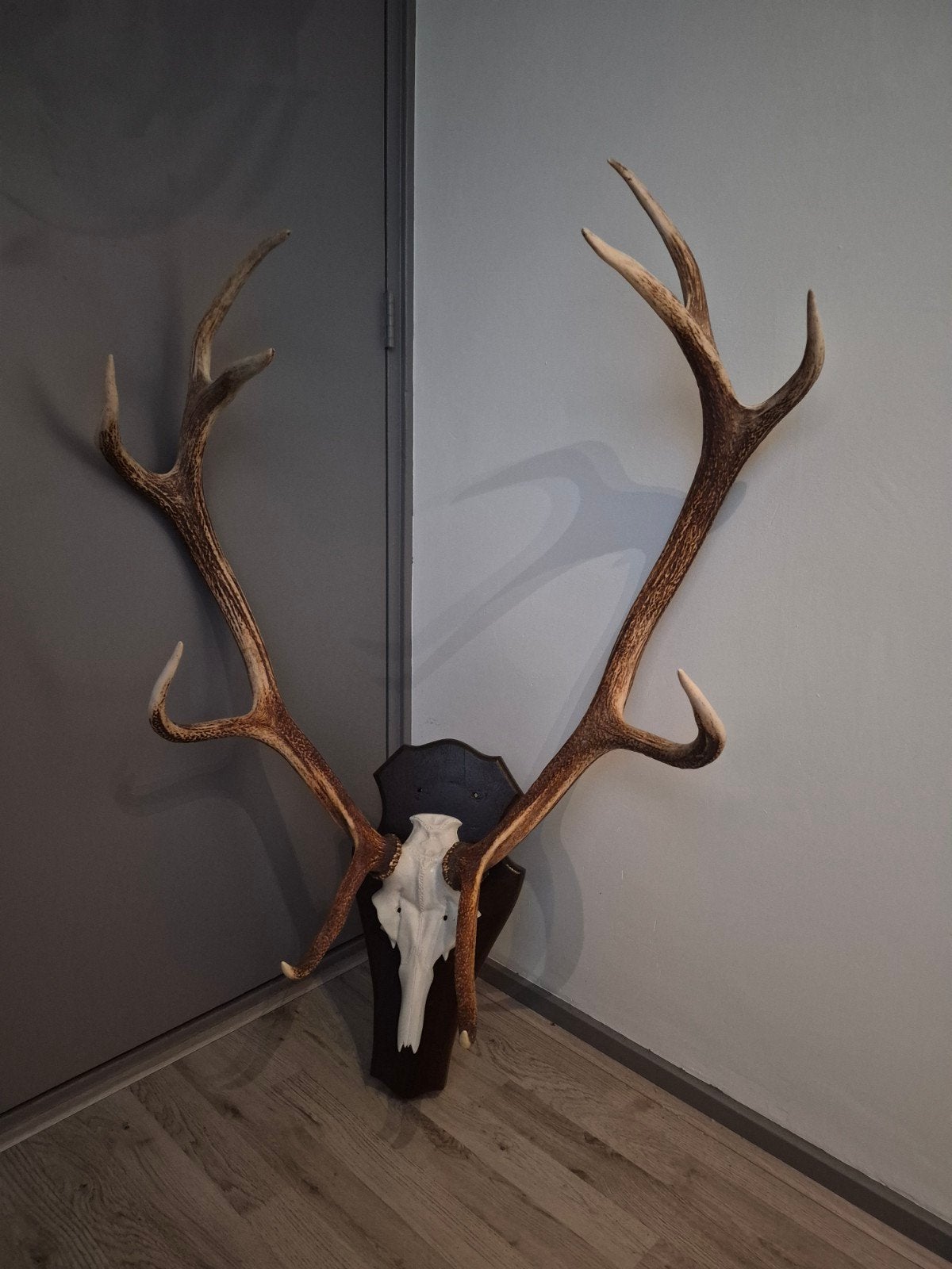 Groot hertengewei op schild - Decoratie, Ophalen, Gebruikt