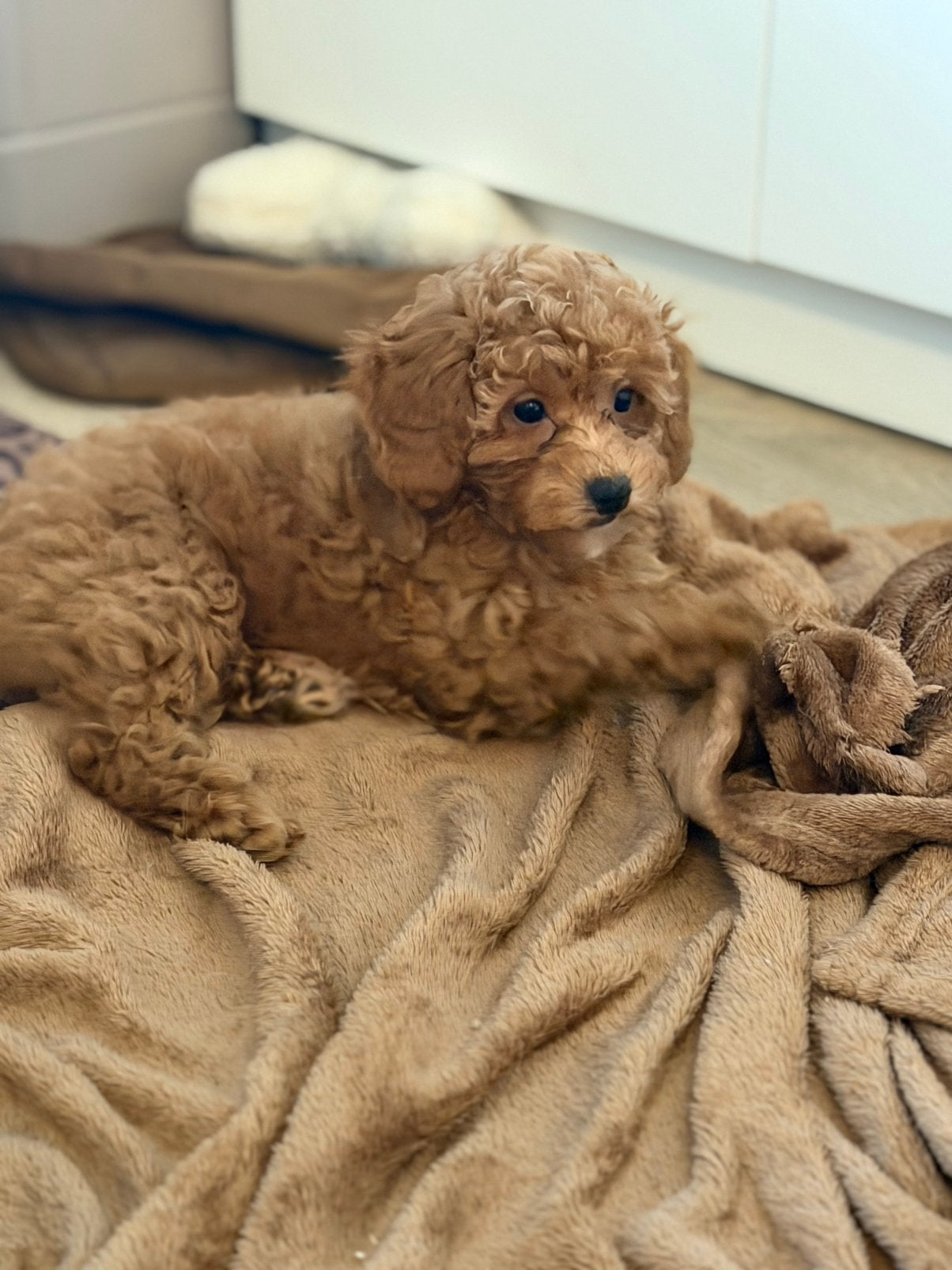 Toy x dwerg poedel pups abrikoos uit geteste ouders, Parvo, Nederland, Overige rassen, 8 tot 15 weken