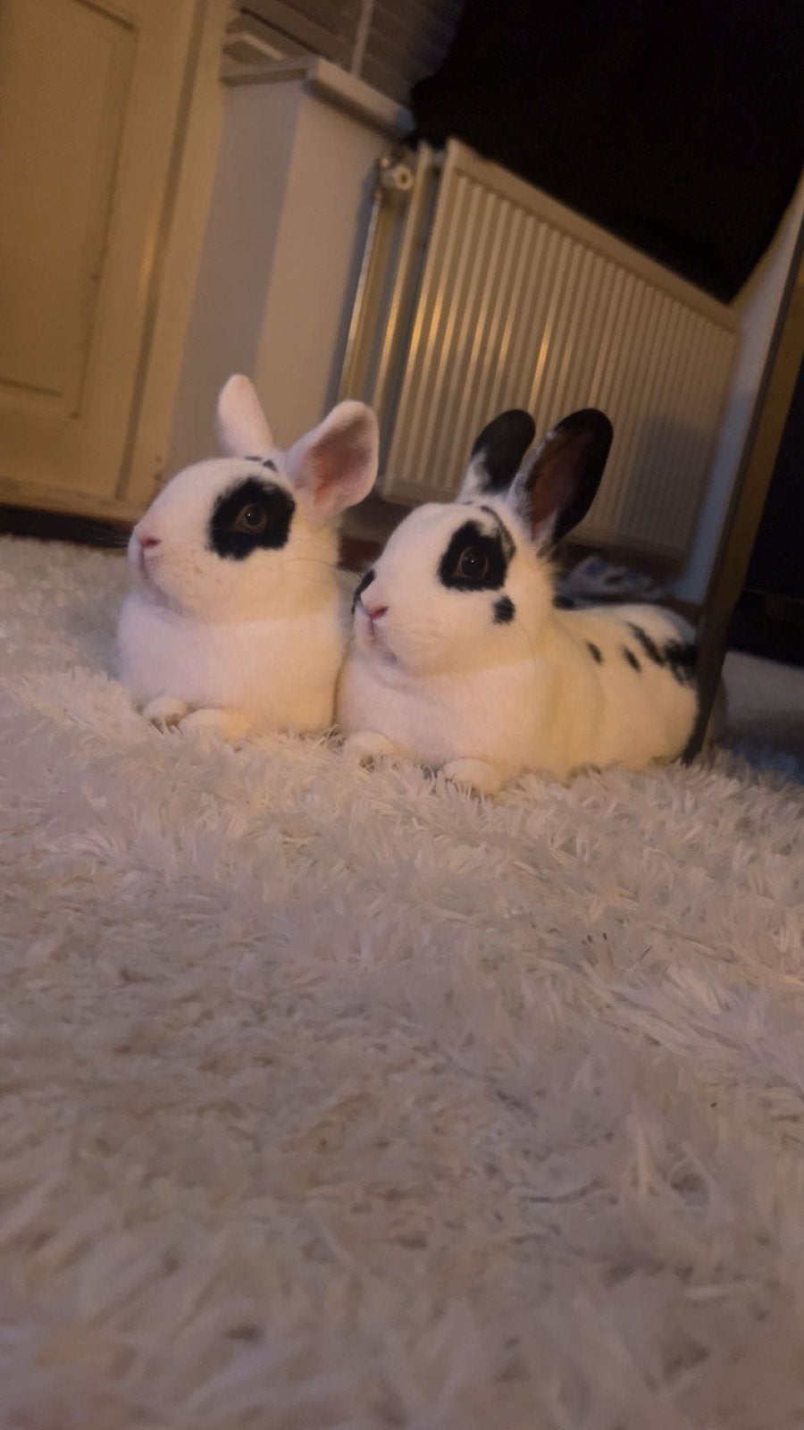 2 lotharinger konijntjes, Meerdere dieren, Middelgroot, 0 tot 2 jaar