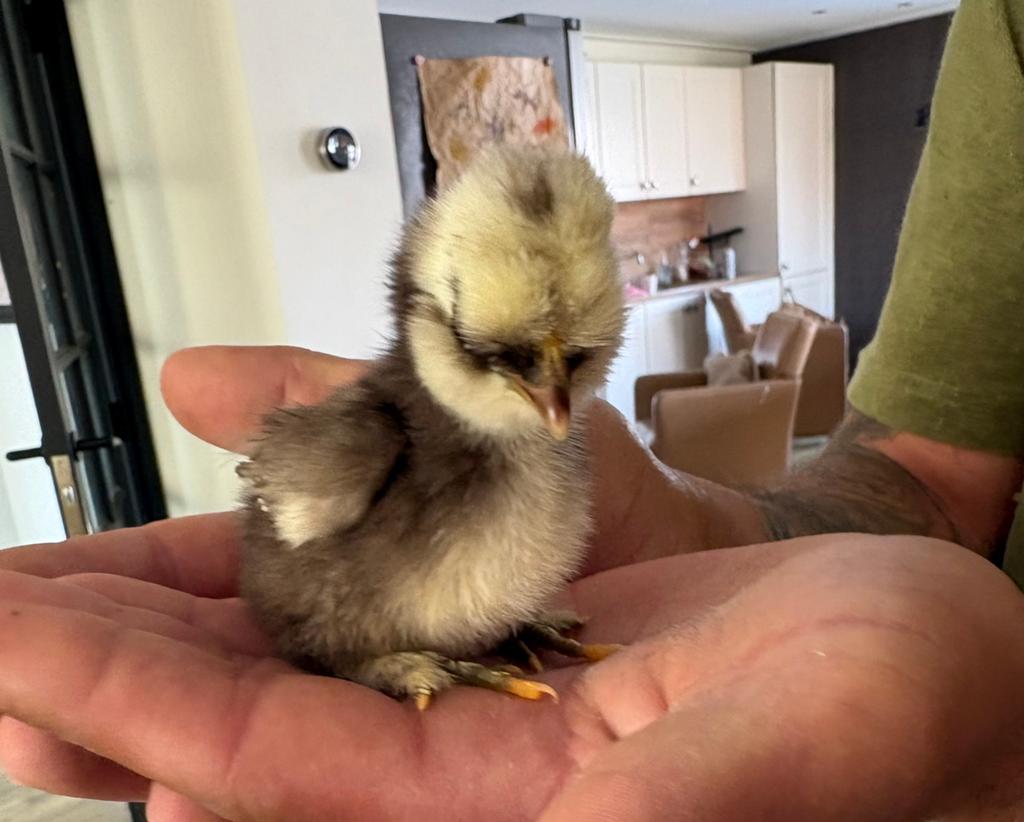 Gesekste zijdehoenders raszuiver kuikens te koop!, Dieren en Toebehoren, Pluimvee, Vrouwelijk