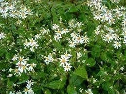 Aster divaricatus (Sneeuwsteraster), Overige soorten, Volle zon, Vaste plant, Ophalen of Verzenden