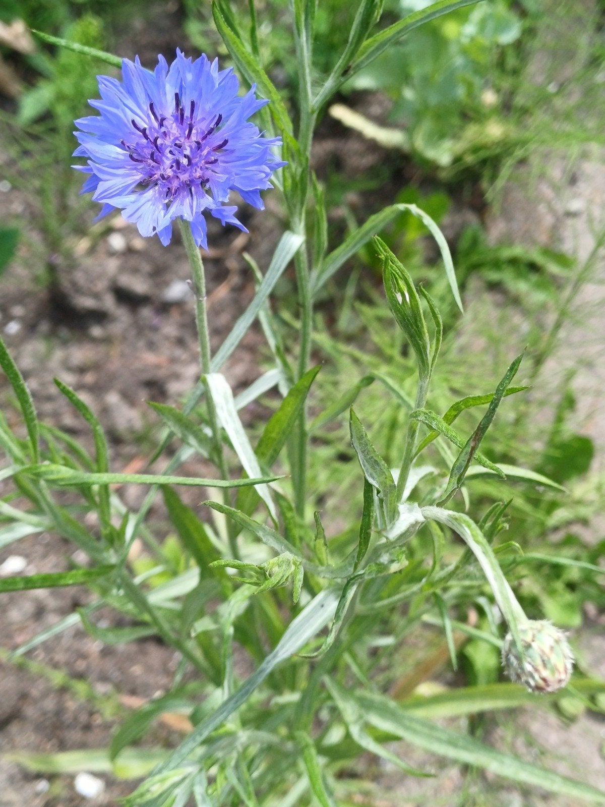 Korenbloem blauw, Tuin en Terras, Ophalen of Verzenden, Gehele jaar, Volle zon, Zaad