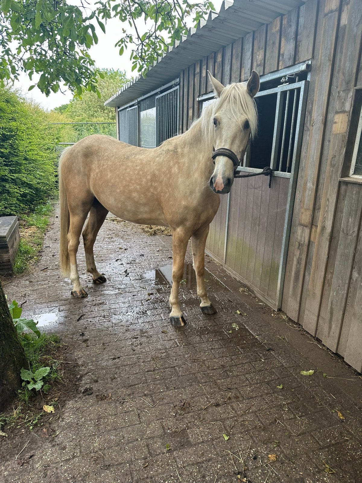 Palomino ruin 3 jaar, Dieren en Toebehoren, Pony's, Ruin, 3 tot 6 jaar