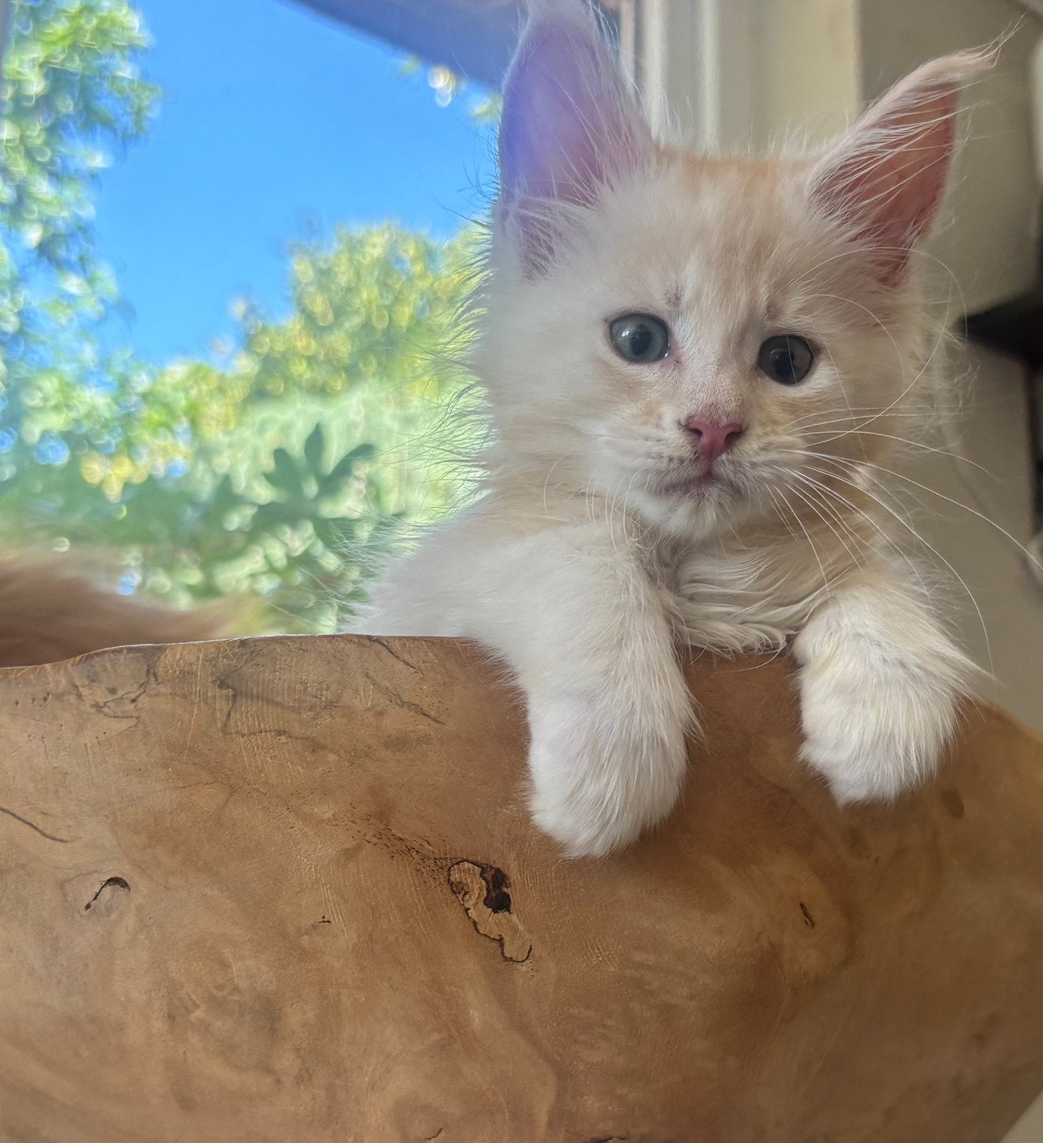 XXL Maine Coon Kittens beschikbaar €1450 met stamboom, Dieren en Toebehoren, Meerdere dieren, Met stamboom