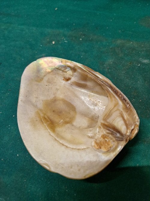 mosselschaaltje van schelp, Ophalen of Verzenden, 'T Olde Gre-j, Info@toldegrej.nl, Endepoelstraat 20f Didam