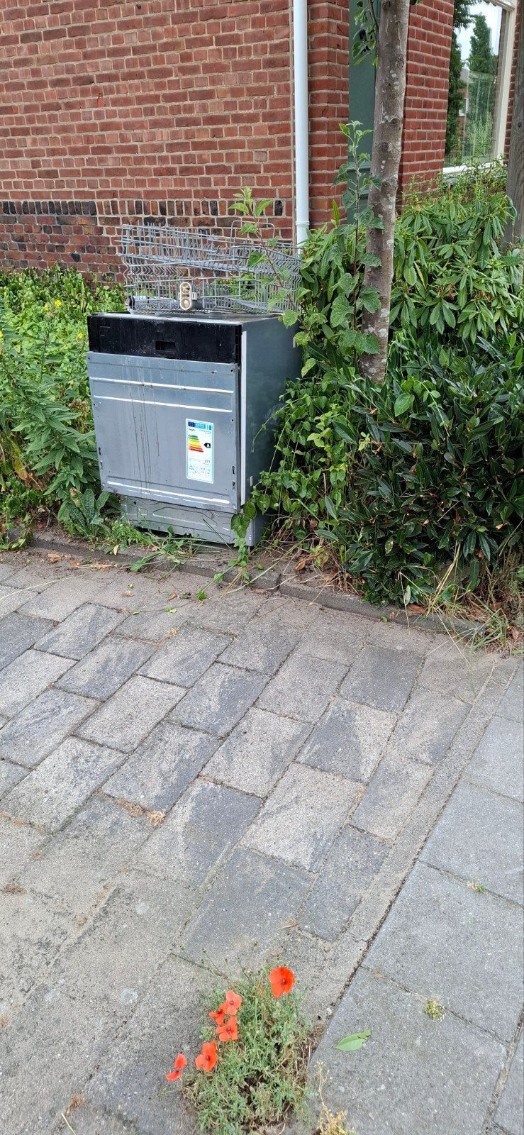 Gratis oude ijzer, Tuin en Terras, Ophalen, Conifeer, 100 tot 250 cm