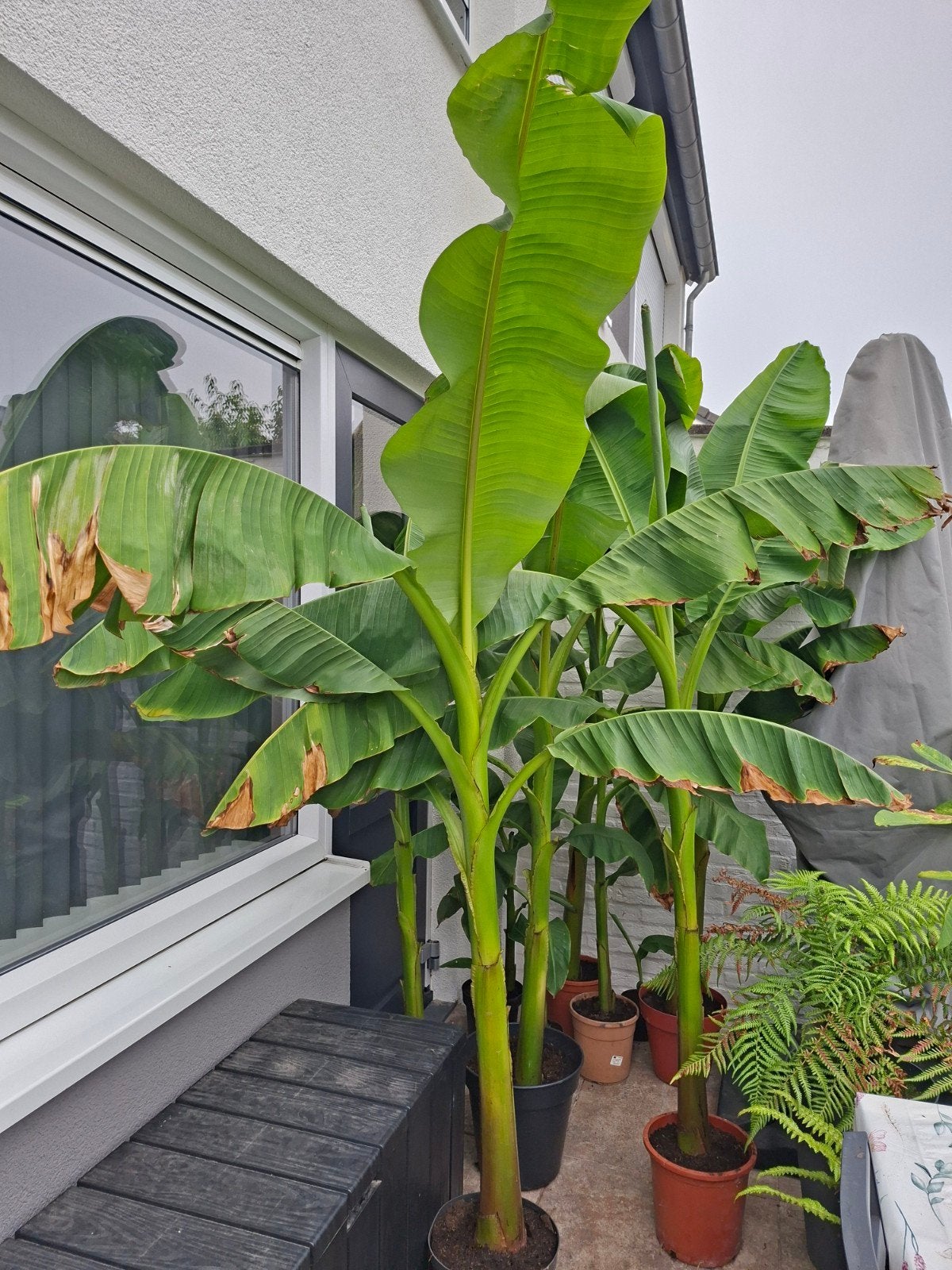 Musa basjoo bananenplant, Tuin en Terras, Ophalen, Overige soorten
