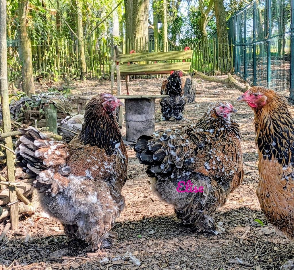 Kuikens brahma groothoenders kippen met kans op krul, Kip