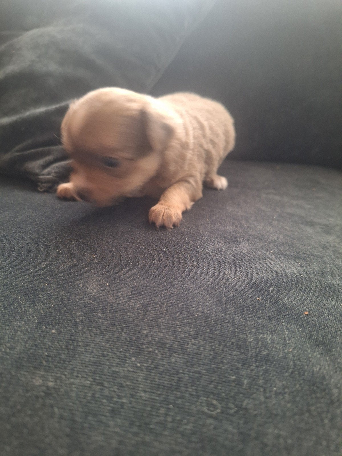 4 pups 13 mei geboren langharig, 8 tot 15 weken, Parvo, Meerdere, Meerdere dieren
