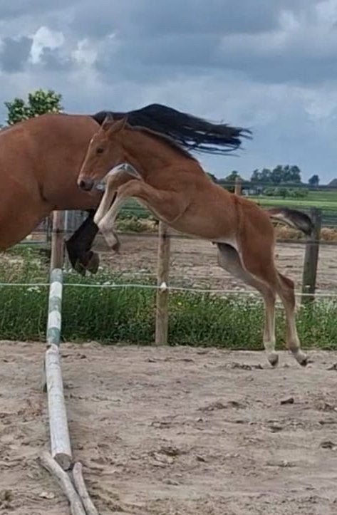 Veelbelovend Spring Hengstveulen (Casco Blue Ps x Chin Chin), Hengst, Springpaard, Met stamboom, 0 tot 2 jaar