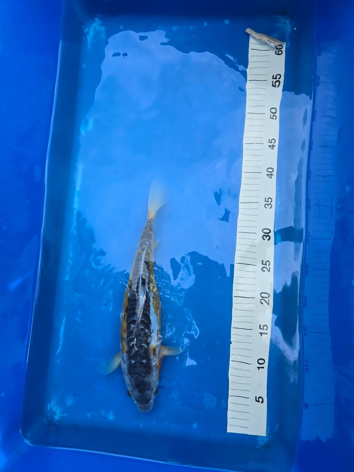 1 jarige yellow shusui tosai 35cm, Karper of Koi