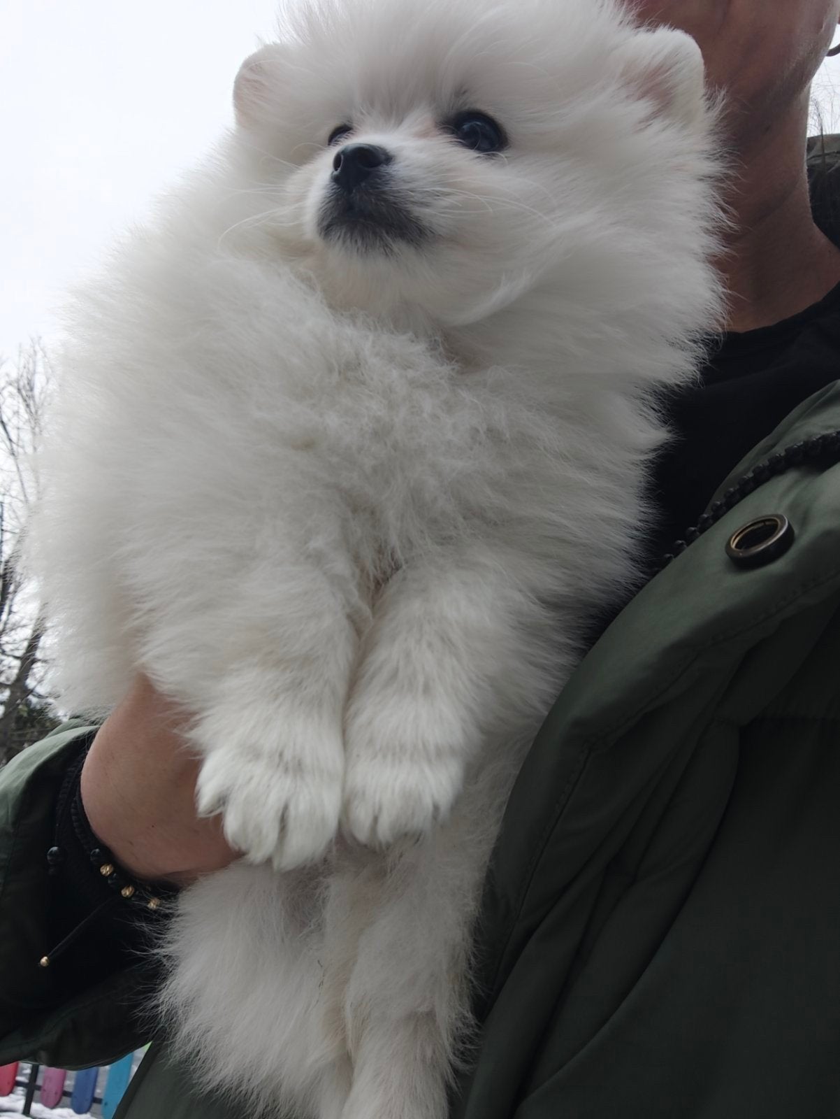 Pomeriaan pups, Dieren en Toebehoren, Honden | Poolhonden, Keeshonden en Oertypen, Particulier, Keeshond, 15 weken tot 1 jaar