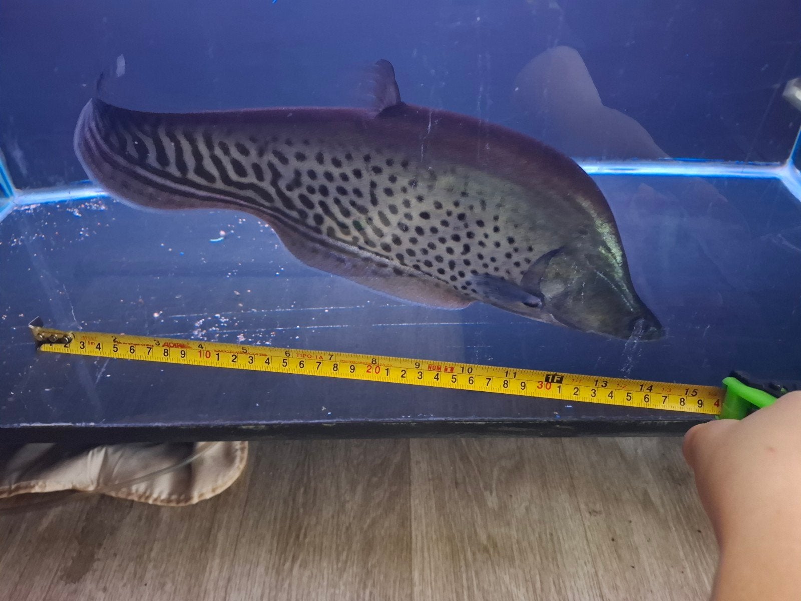 mesvis, Dieren en Toebehoren, Vis, Zoetwatervis