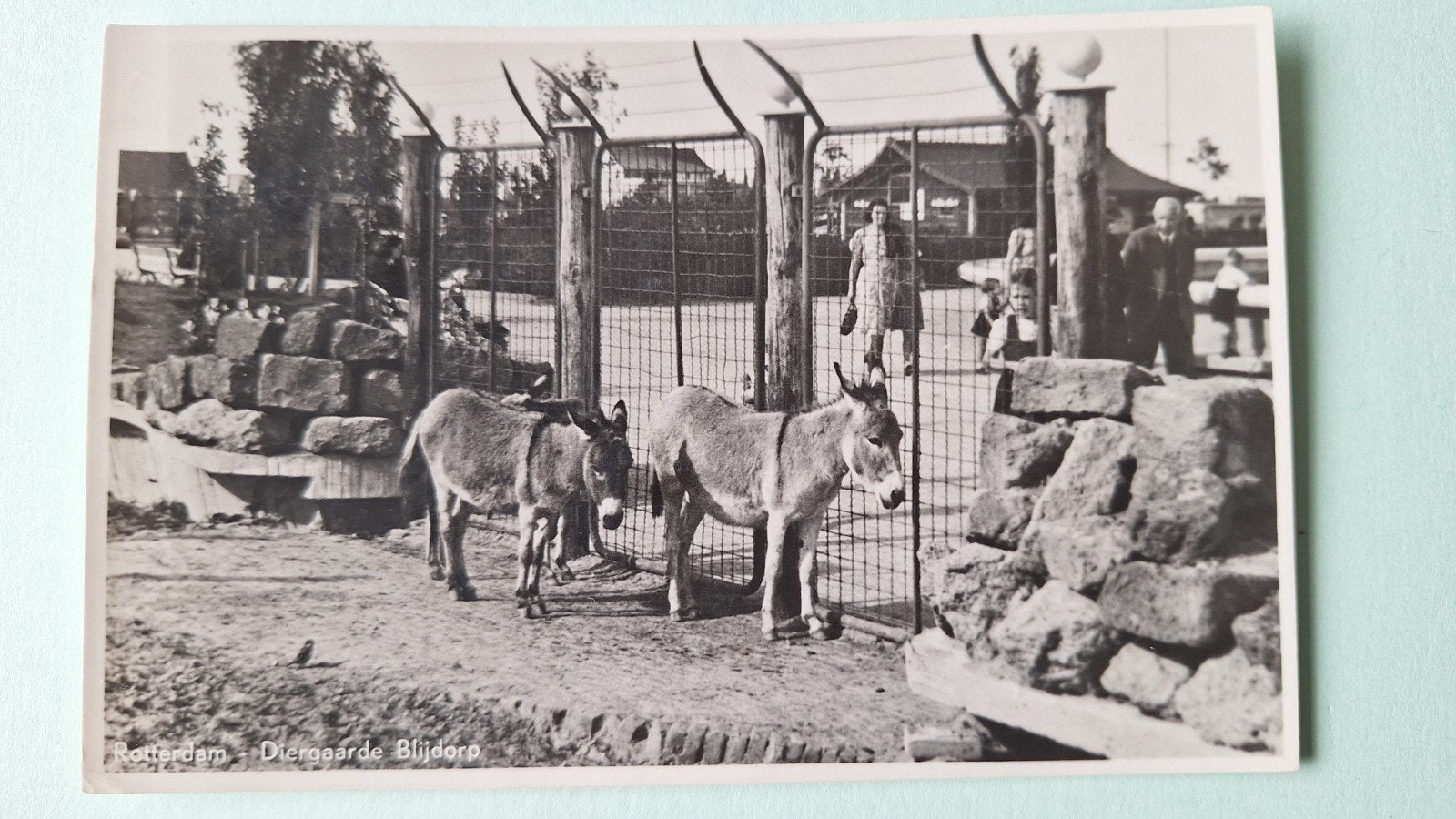 Diergaarde Blijdorp *, Ophalen of Verzenden, Voor 1920, Noord-Holland