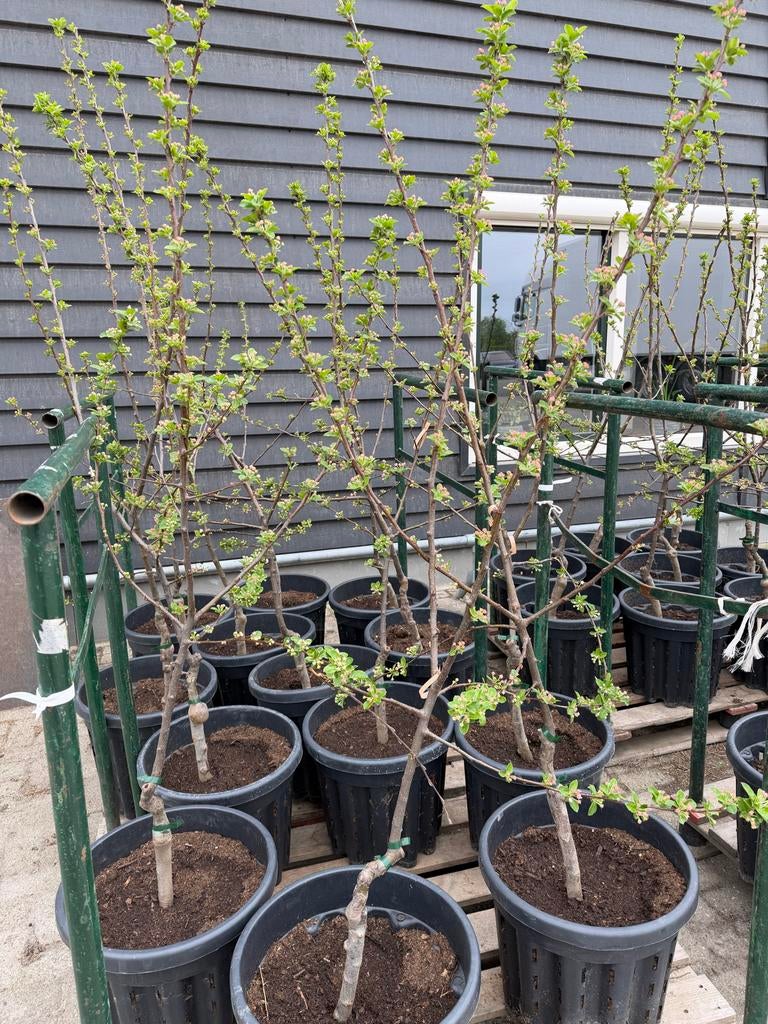 Sierappelboom in pot inclusief aanplantgrond, Tuin en Terras, Planten | Bomen, Overige soorten, Lente, 100 tot 250 cm, Ophalen