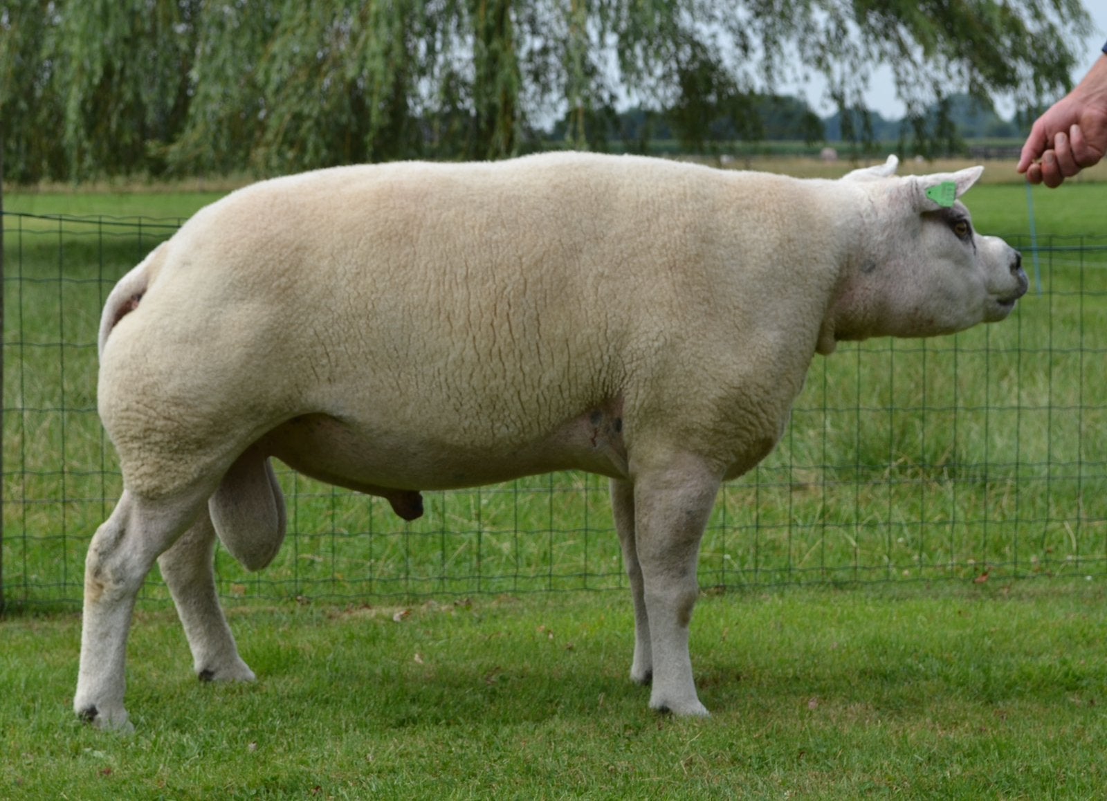 Prachtige mooie dekram texelaar!, Dieren en Toebehoren, Schapen, Geiten en Varkens, Mannelijk, Schaap