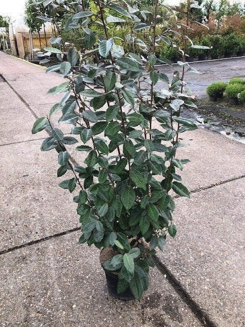 Nieuw, Olijfwilg, Elaeagnus +/- 140-160 cm hoog, mooi!!!, Ophalen of Verzenden, Overige soorten, Haag, 100 tot 250 cm