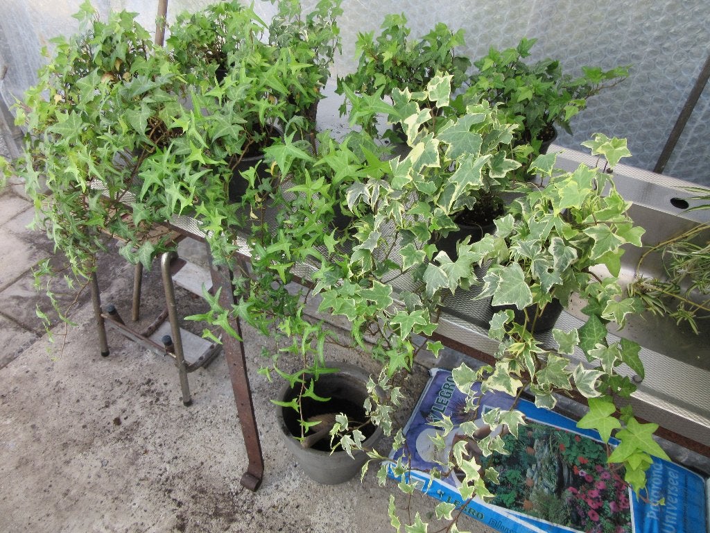 div hedera en cactus, Tuin en Terras, Ophalen, Bloeit niet, Klimplanten, Halfschaduw