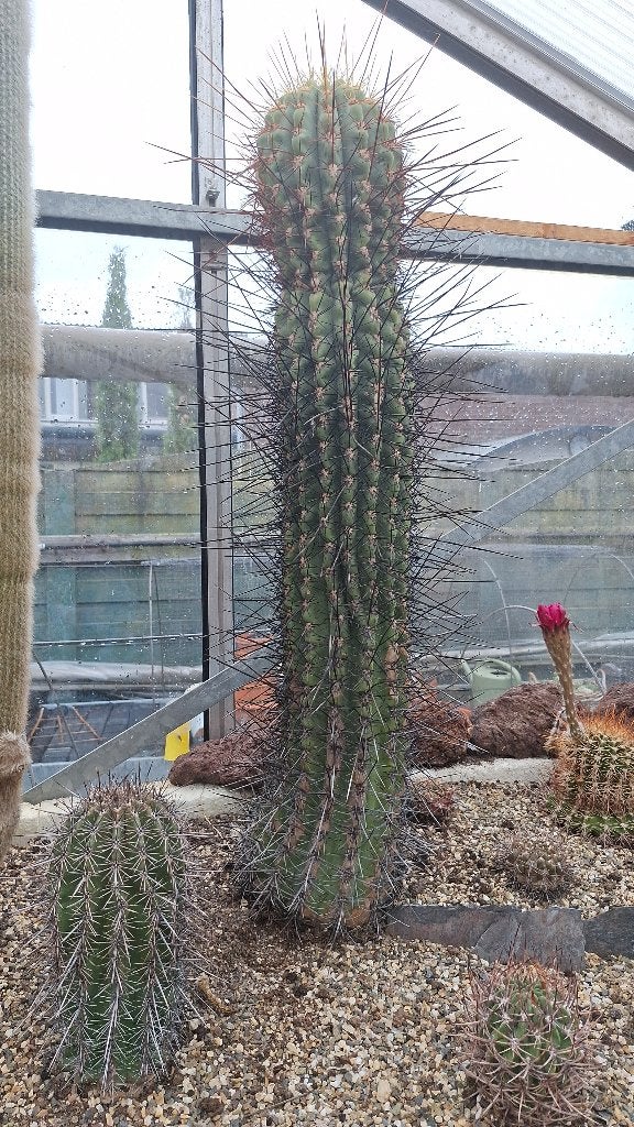 Zuil cactus, leucostele/trichoceteus 75 cm hoog, Ophalen, Cactus, Volle zon, Minder dan 100 cm