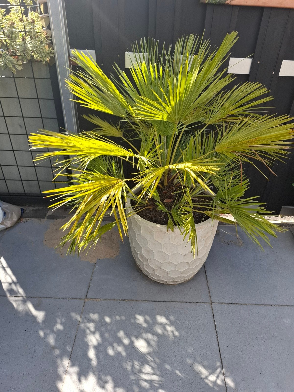 Palmboom, Ophalen, Bloeit niet, Overige soorten, Volle zon