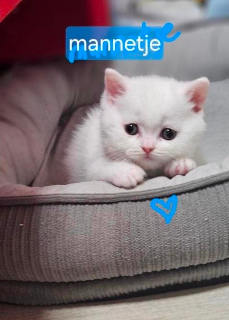 2 Kittens Een Mannetje En Een Vrouwtje, Meerdere dieren, Kortharig