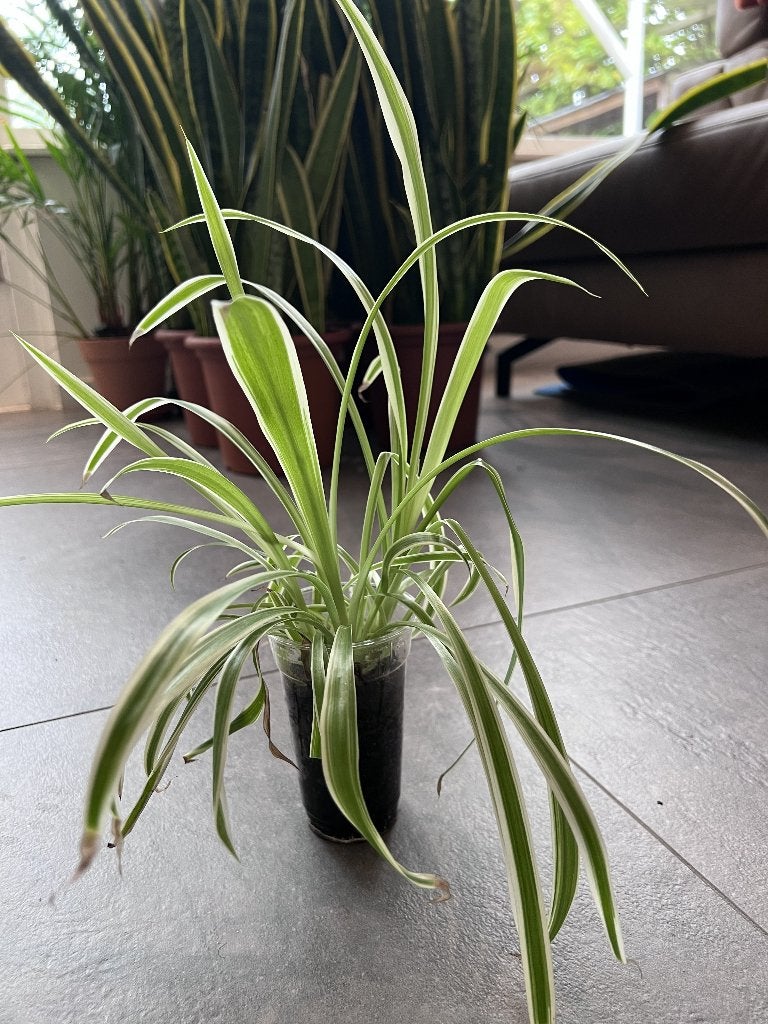 House-Plants (only 2 spider plants left), Huis en Inrichting, Ophalen, Overige soorten, Halfschaduw, In pot