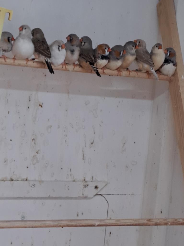 Zebravinken koppels, Meerdere dieren, Geringd
