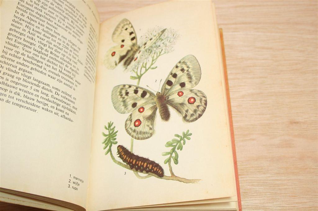 Vintage Boek Dagvlinders — Rijk Geïllustreerd [1973], Ophalen of Verzenden, Gelezen, Katten