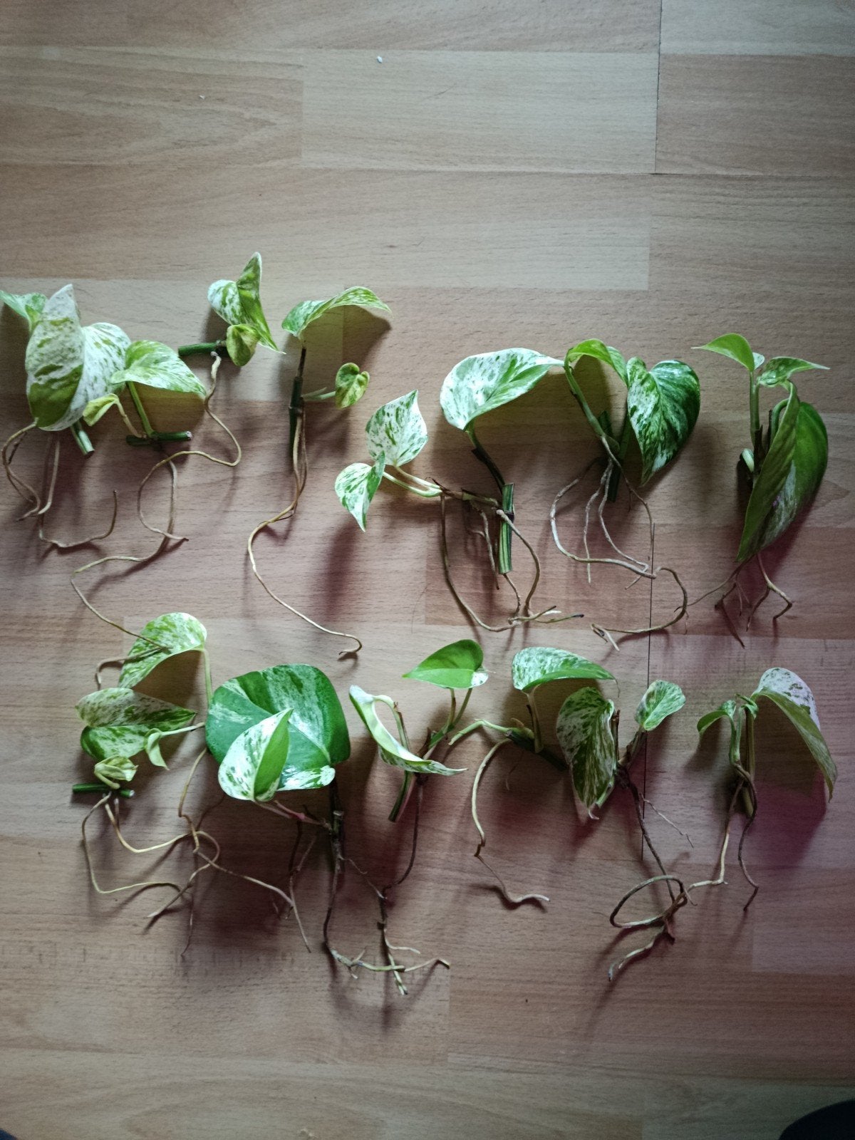 Gewortelde klim/hangplant stekjes (Epipremnum Marble Queen)), Ophalen of Verzenden, Bloeit niet, Vaste plant, Halfschaduw