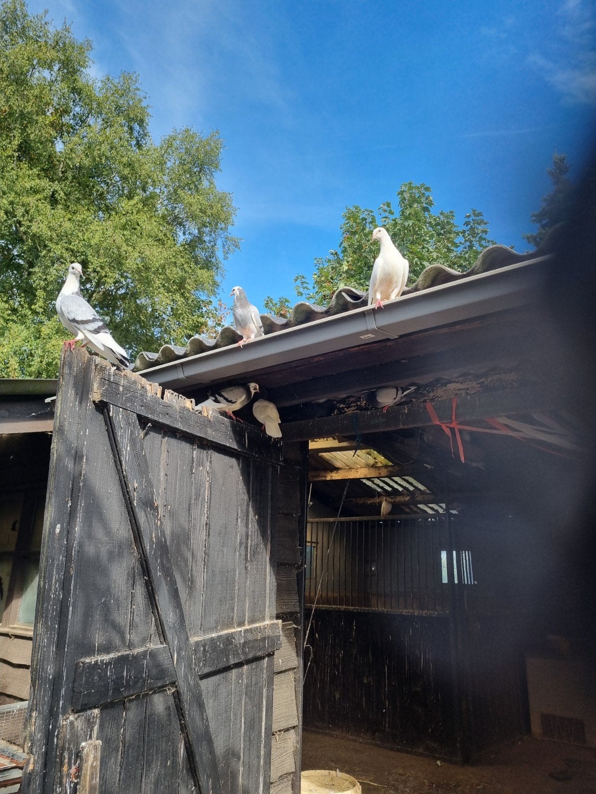 diverse duiven en brahmaan hanen, Meerdere dieren, Kip
