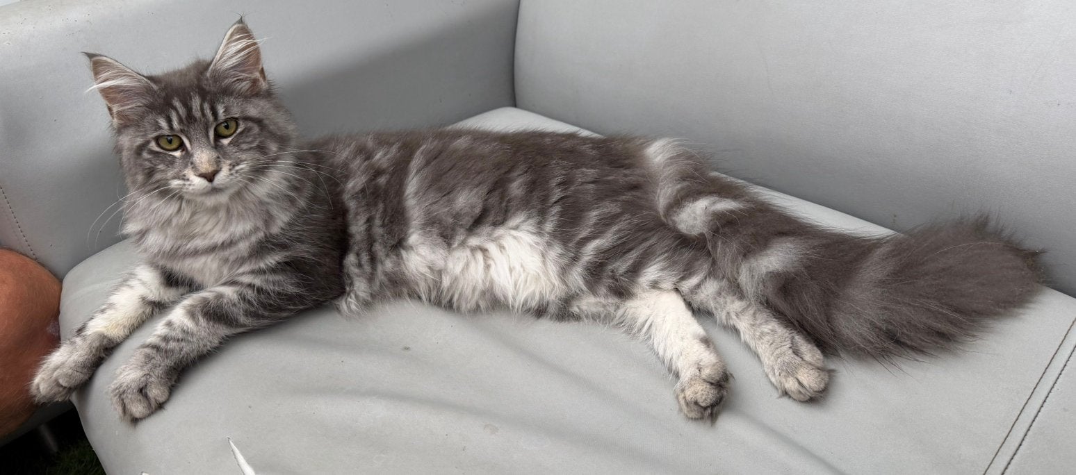 maine coon xxl uit russische lijnen poesje, Dieren en Toebehoren, Katten en Kittens | Raskatten | Langhaar, Poes, Gechipt, 0 tot 2 jaar