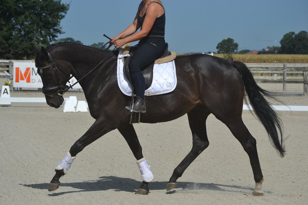 Zeer fijn en braaf paard, Dieren en Toebehoren, B, Ruin, Dressuurpaard, 3 tot 6 jaar