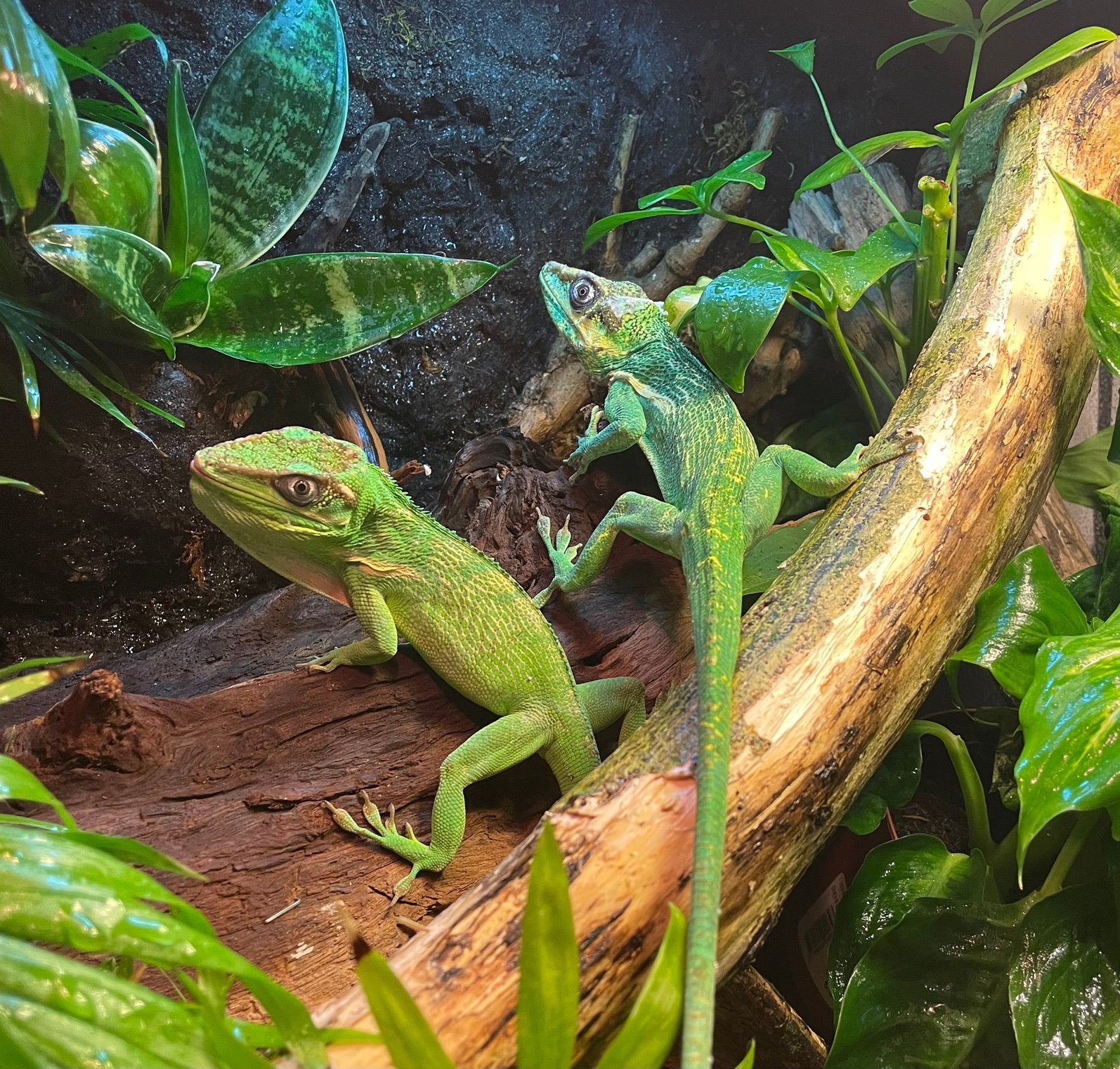 Anolis equestris 1.1, Hagedis, 0 tot 2 jaar
