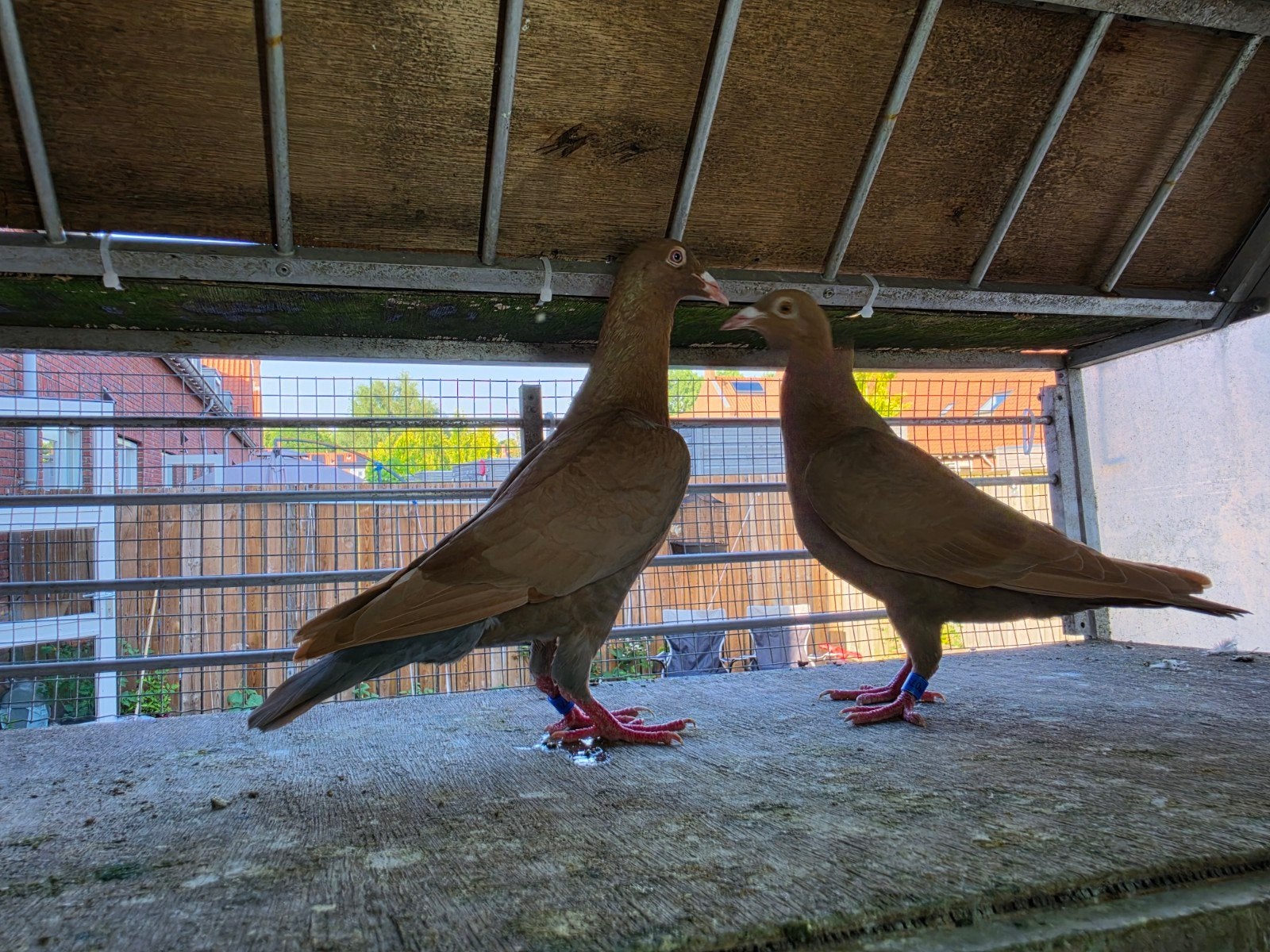 Te koop: Prachtig koppel duiven (8 maanden oud, van 2025), Meerdere dieren