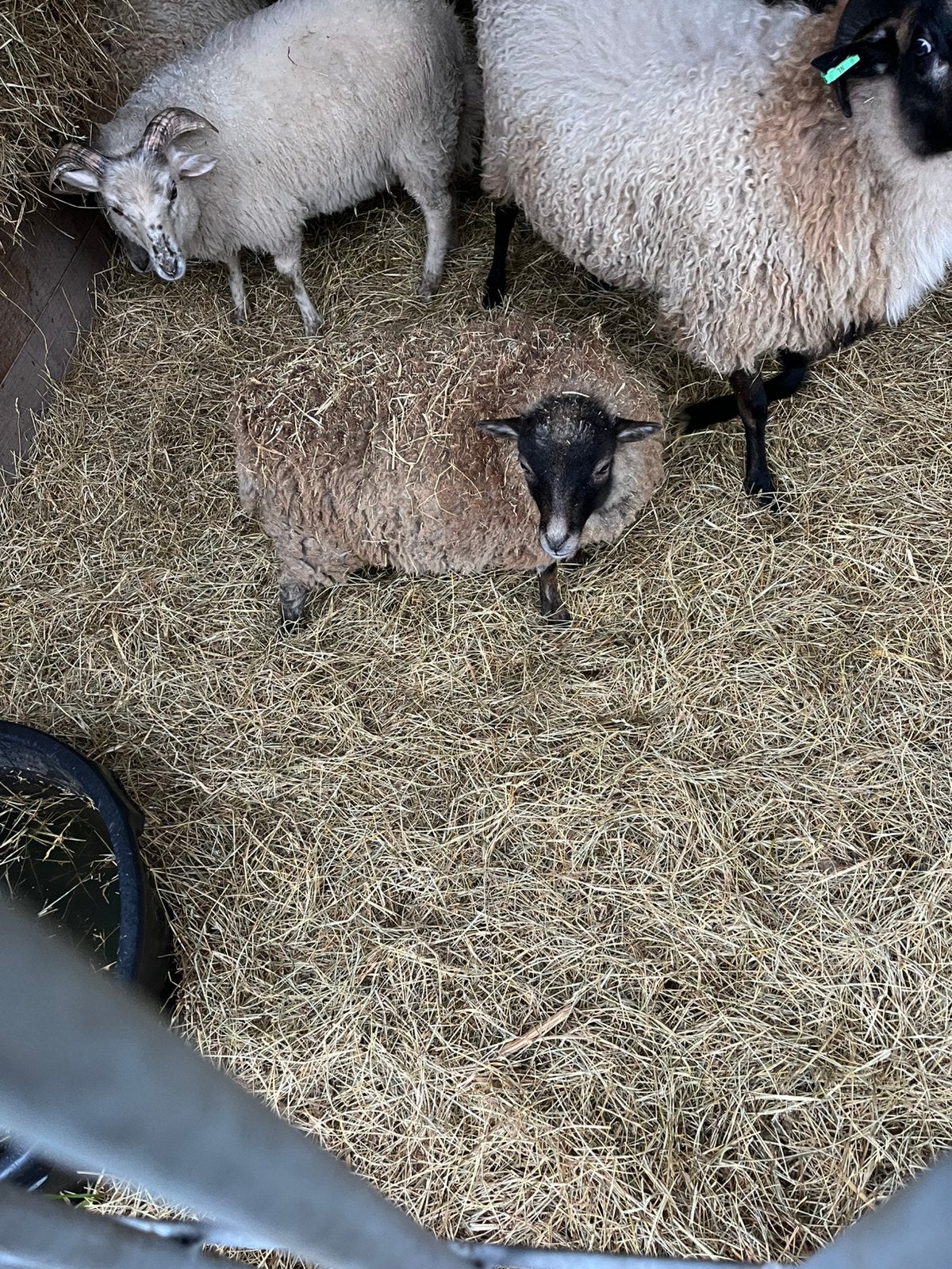 Jonge ooien quessant, Dieren en Toebehoren, Vrouwelijk, Schaap