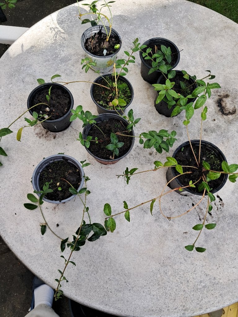 Maagdenpalm (Vinca minor) - Bodembedekker, Ophalen, Bodembedekkers, Vaste plant, Halfschaduw