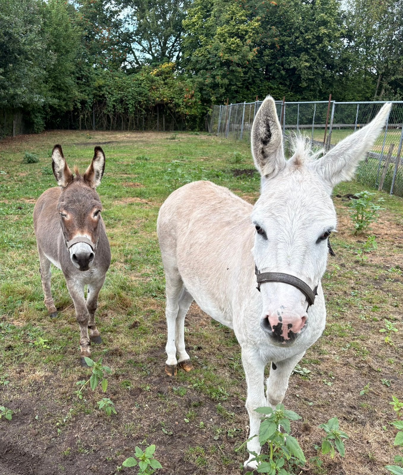 Lieve ezel merrie en hengst, Dieren en Toebehoren, Mei, Meerdere dieren