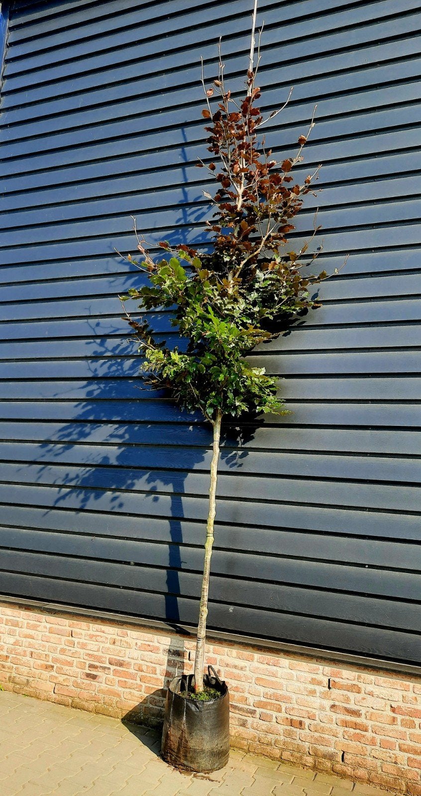 Fagus Sylvatica 'Atropunicea' 🍁 Rode beukenboom🍁, Ophalen, Bloeit niet, Halfschaduw, Overige soorten