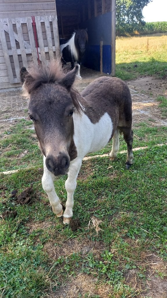 3 MOOIE HENGSTVEULENTJES TE KOOP, Dieren en Toebehoren, Hengst