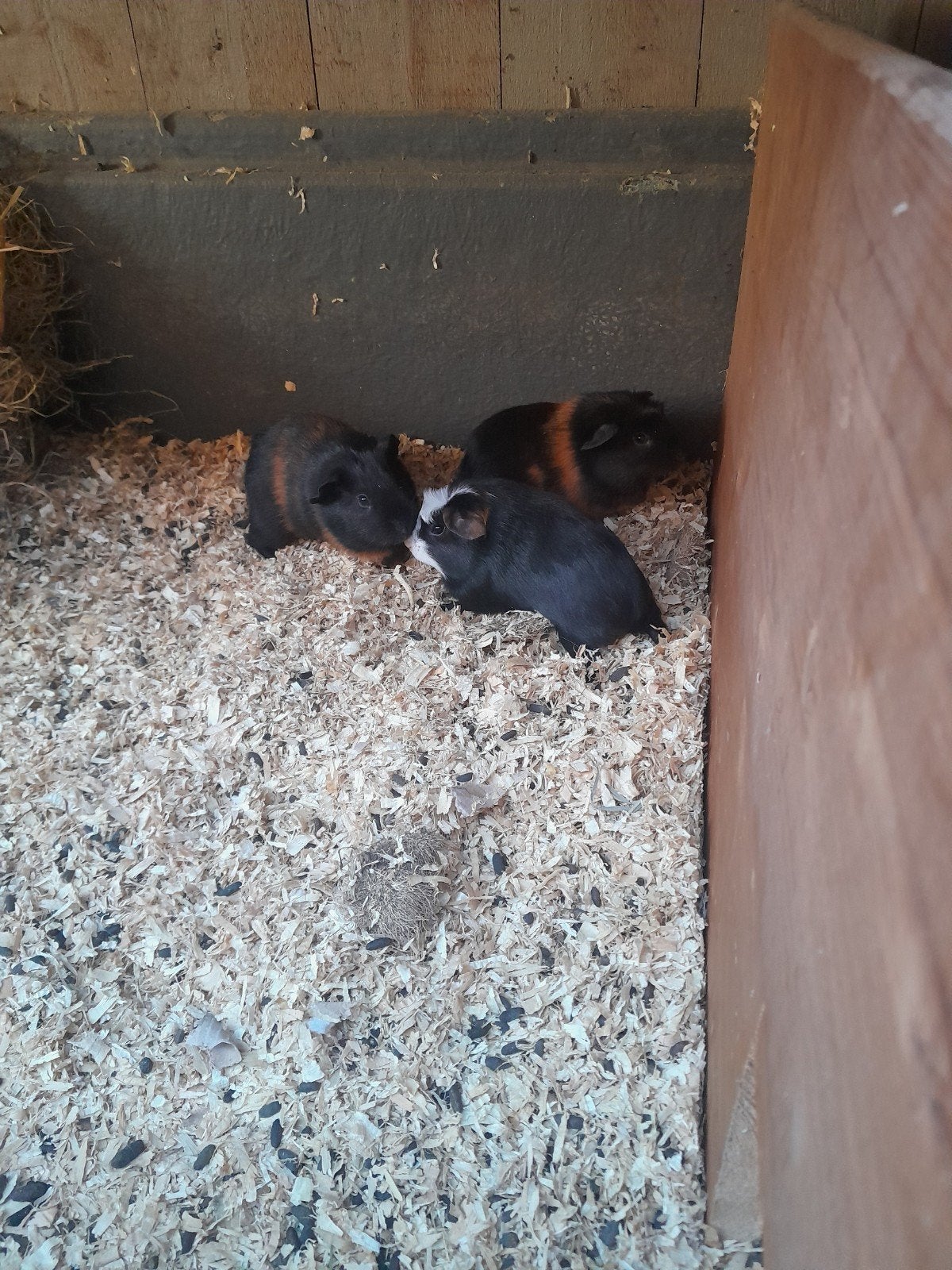jonge cavia's, Mei, Meerdere dieren, Cavia