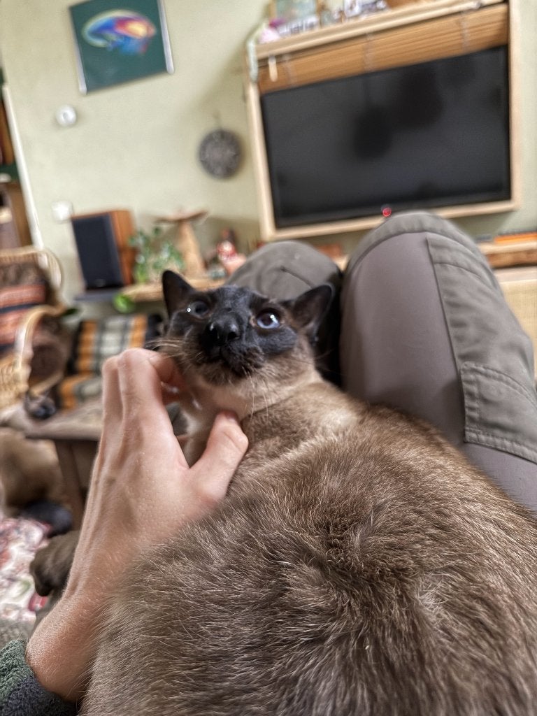 Liefste Siamees Bodhi zoekt een nieuw huisje, Dieren en Toebehoren, Katten en Kittens | Raskatten | Korthaar, Kater, 6 jaar of ouder