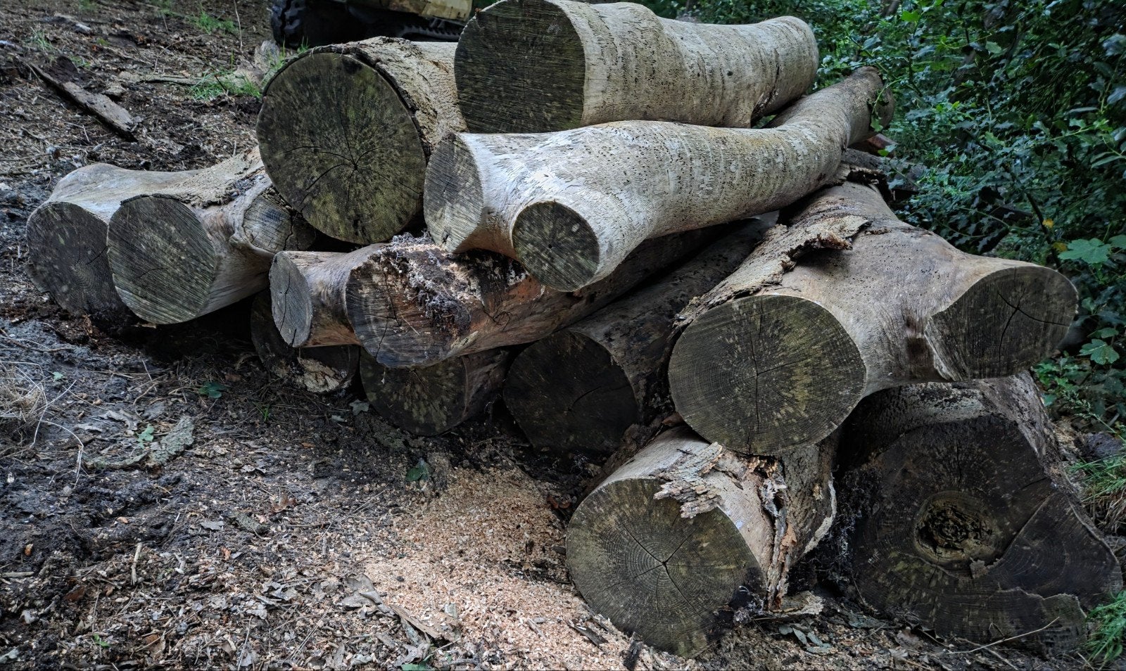 Haardhout / brandhout / kachelhout / stammen hout, Tuin en Terras, Haardhout, Minder dan 3 m³, Ophalen, Stammen