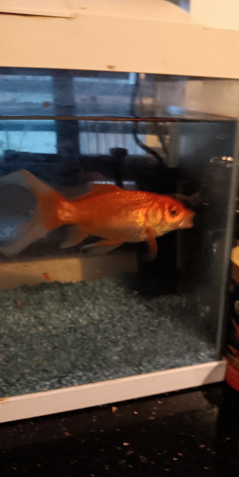 goudvis, Vis, Zoetwatervis