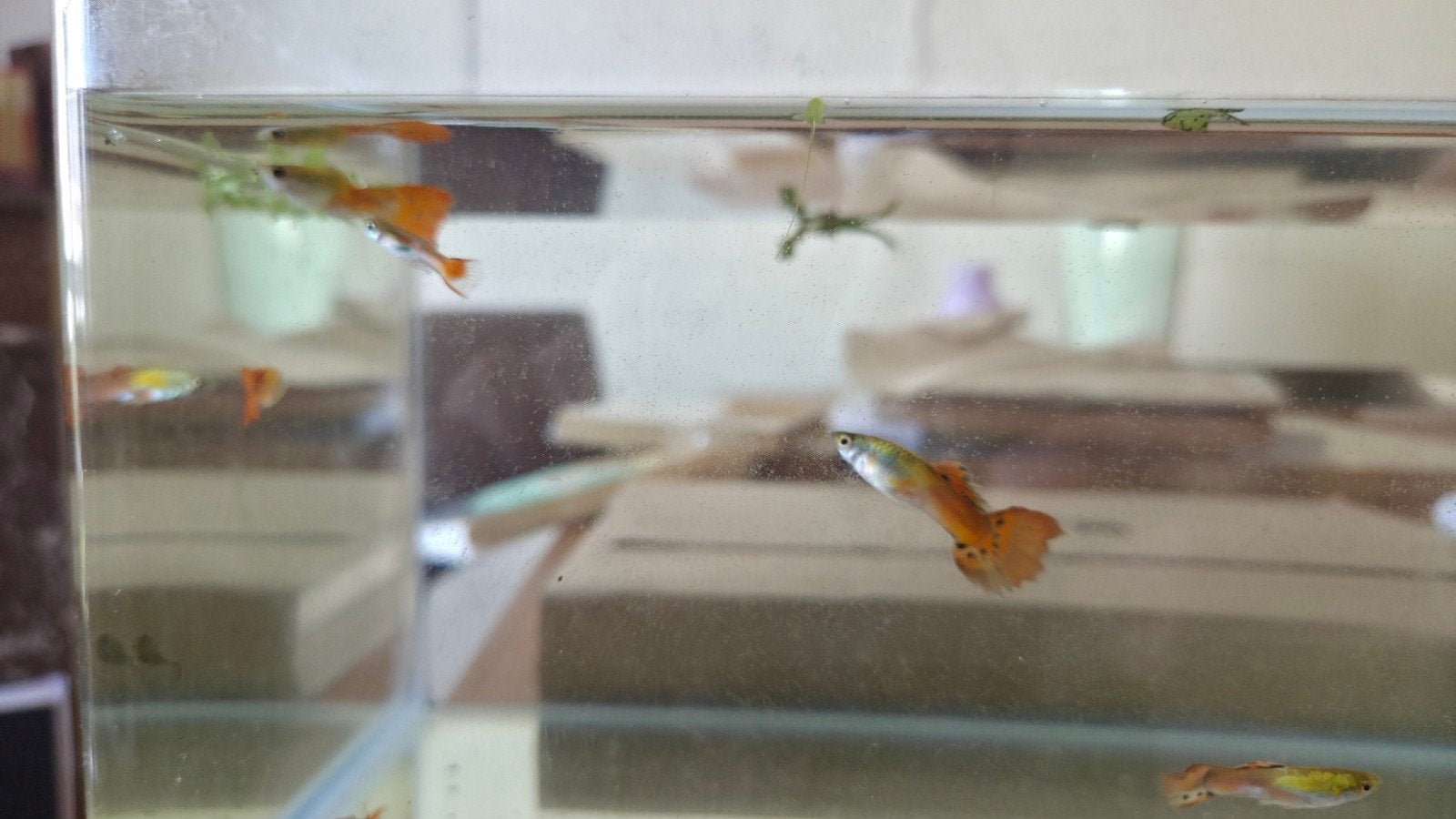 Gratis Guppy's, Dieren en Toebehoren, Wandelende tak