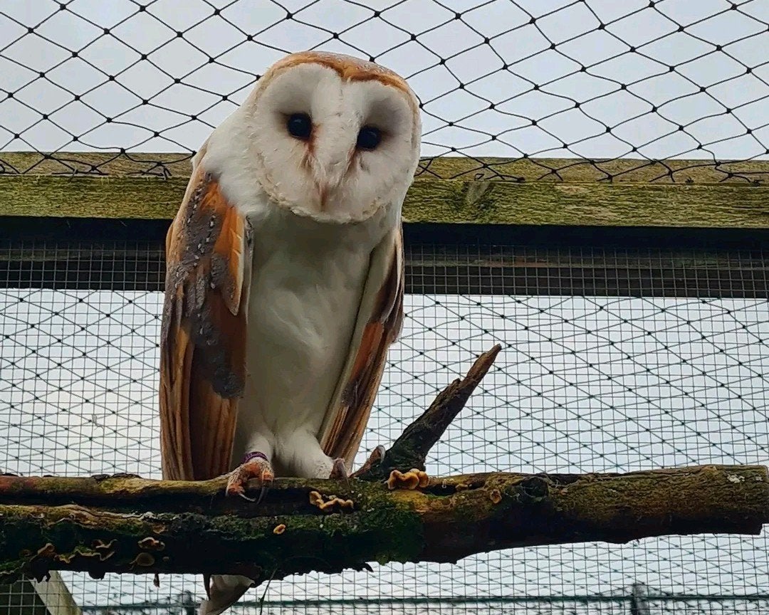 Jonge kerkuil vrouwtjes, Dieren en Toebehoren, Vrouwelijk, Roofvogel, Geringd