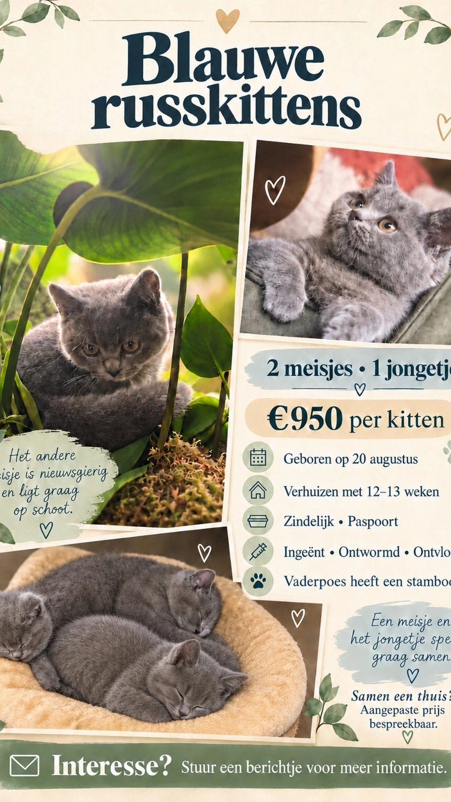 Blauwe Rus kittens – speels & lief | Vader met stamboom, Meerdere dieren, Kortharig, 0 tot 2 jaar