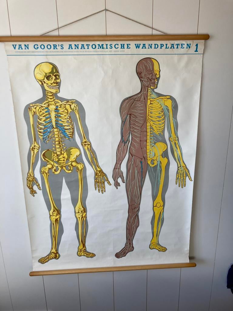 Van Goor anatomische plaat 1, Antiek en Kunst, Antiek | Schoolplaten, Ophalen of Verzenden, Natuur en Biologie