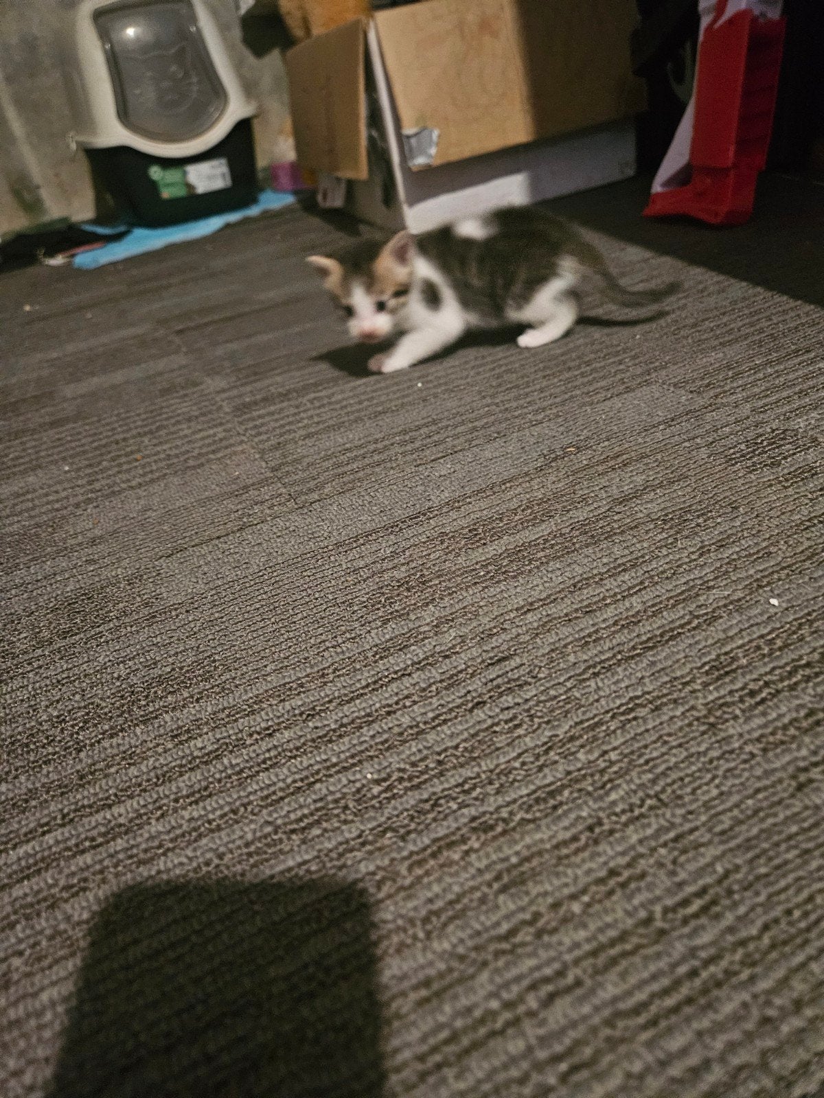 4 kittens
