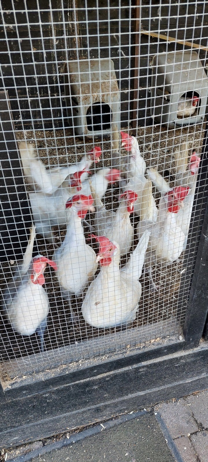 Gratis af te,halen Witte leghorn Kippen, Dieren en Toebehoren, Pluimvee, Vrouwelijk, Kip